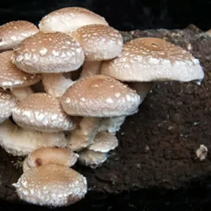 Выращивание грибов шиитаке дома