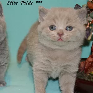 Продаются котята от питомника британских кошек Elite Pride