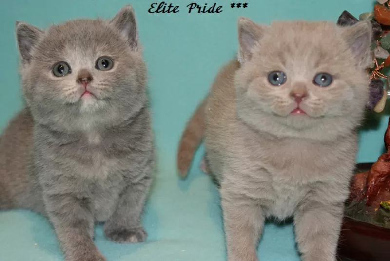 Продаются котята от питомника британских кошек Elite Pride